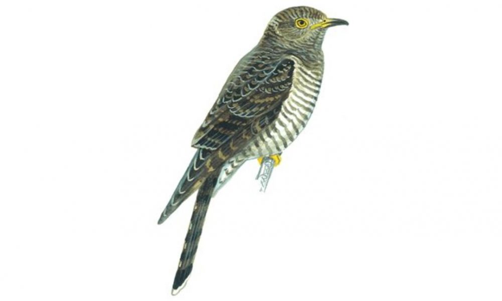 hopkcuckoo_juvenile (1)